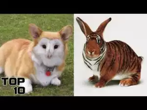 Video: Top 10 Creatures Created By Science